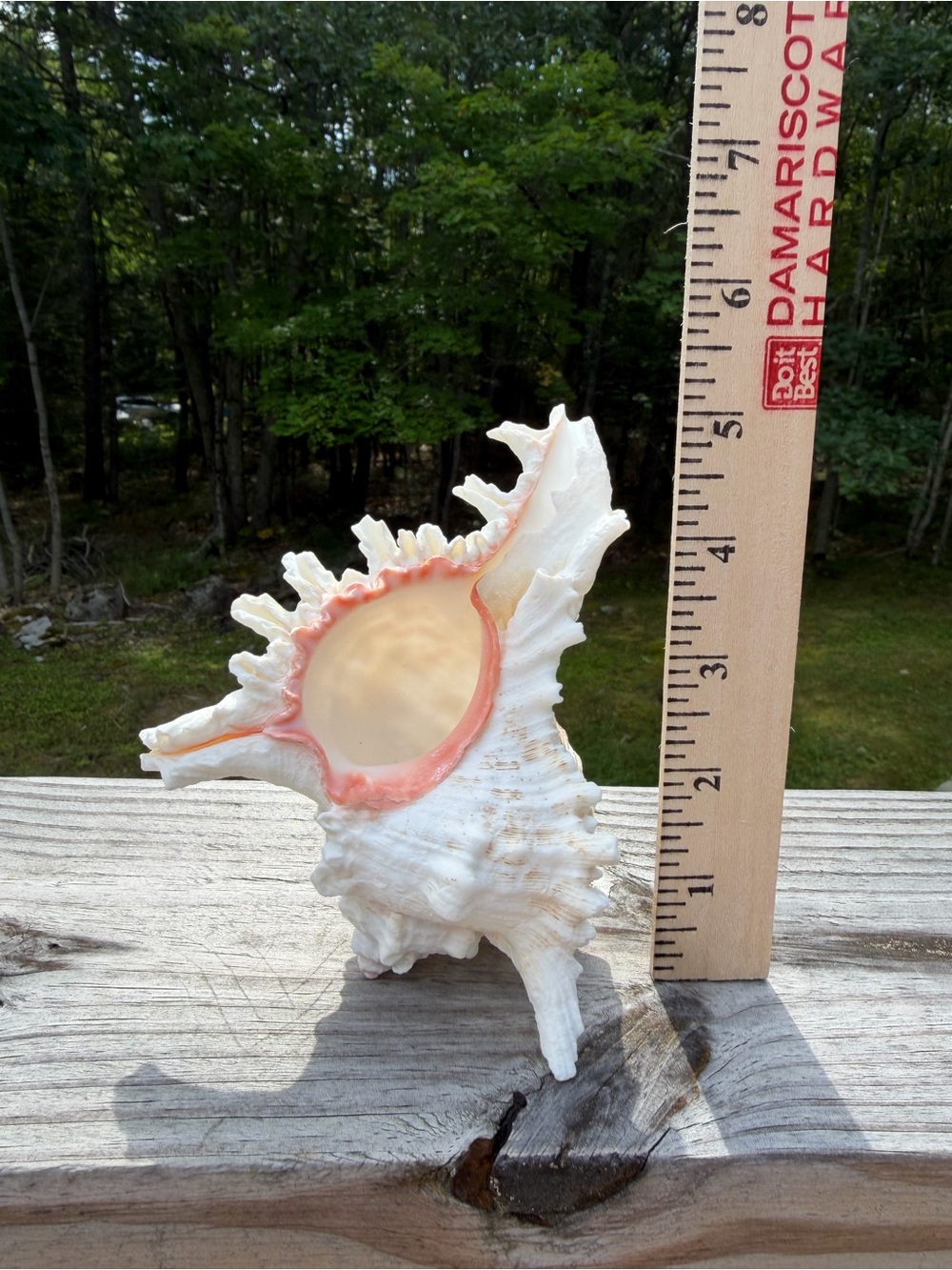 Coastal Decor | Large 5” SeaShell | Real Murex - Picture 2 of 7